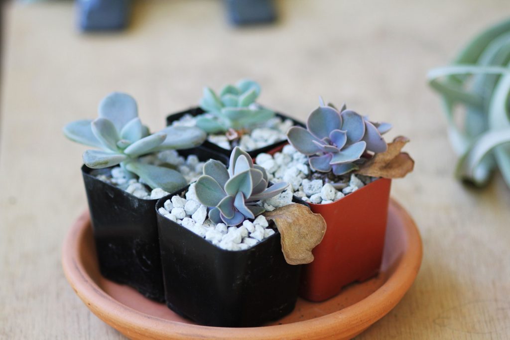 Photos: Small nursery pots are perfect for larger leaf propagations