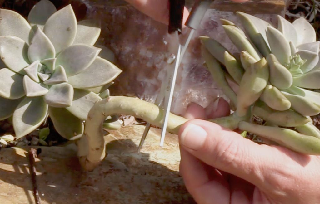 Photo: Sterilize your tools before each cut 