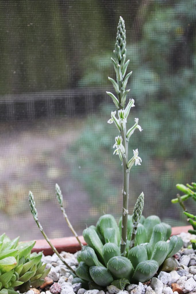 Photo: Haworthia cooperi in flower