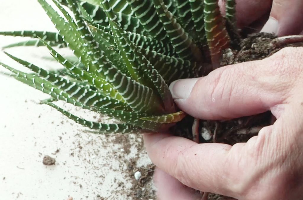 Photo: Locate individual offsets—they look like a small version of the main plant
