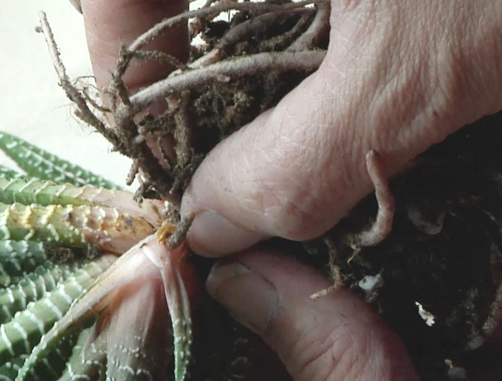 Photo: Look and feel along the roots to find the base of the offsets