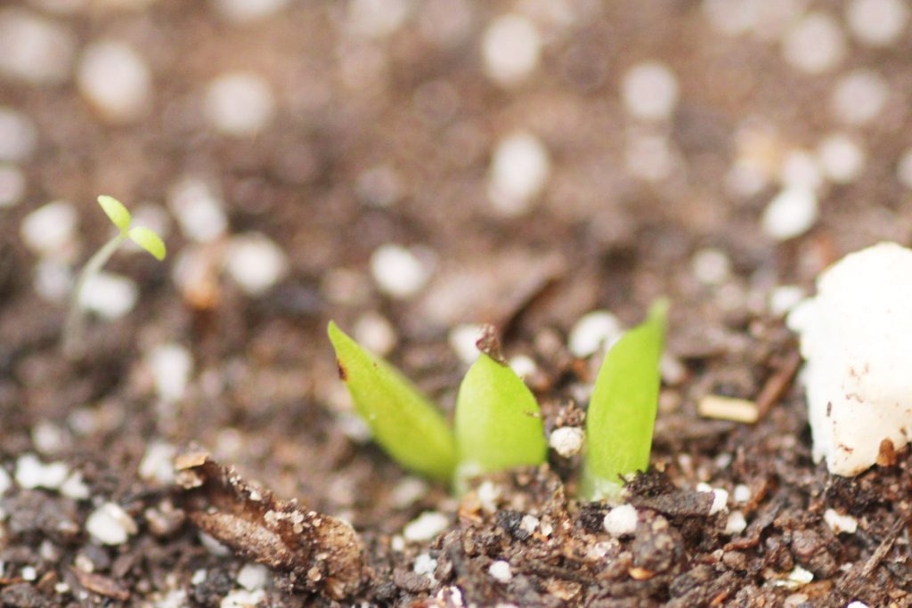 Photo: These are Aloe maculata seedlings planted 14 days before the picture was taken. (May 6, 2017)