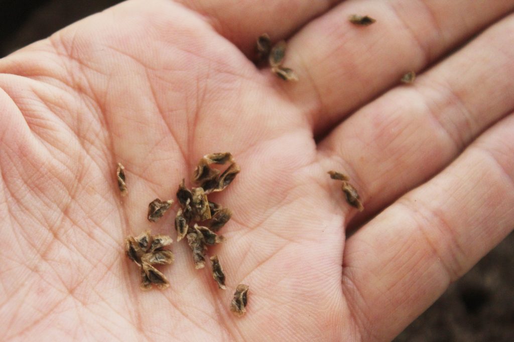 Photo: I'm also planting these Aloe maculata seeds in the same container as they have similar needs 