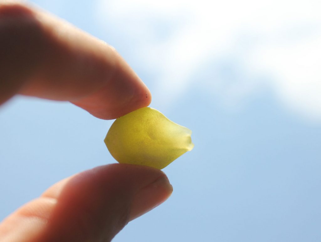 Photo: A translucent leaf - it's a probably a dud
