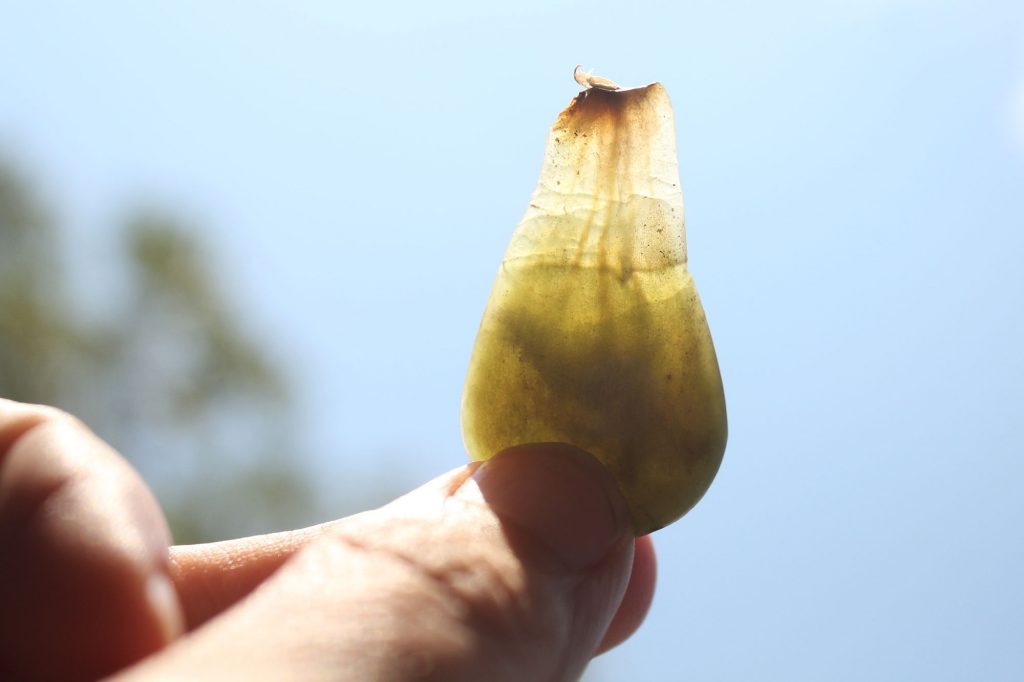 Photo: This leaf is clearly a dud...
