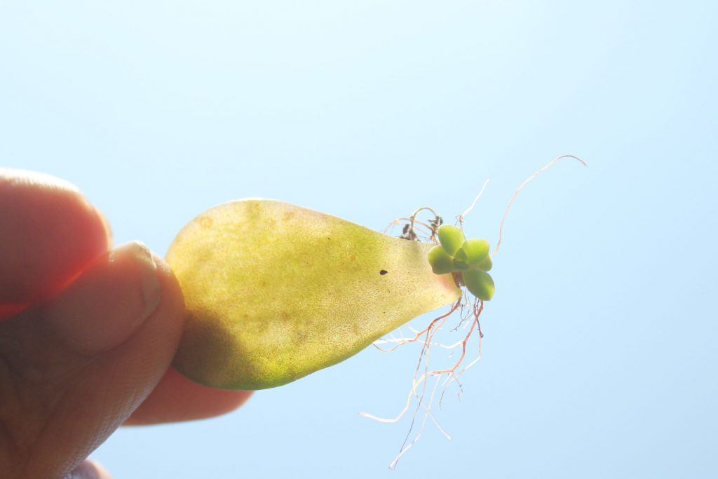 Photo: Translucent leaf with baby - I'll leave it attached until it dries unless the new plant starts looking unhealthy