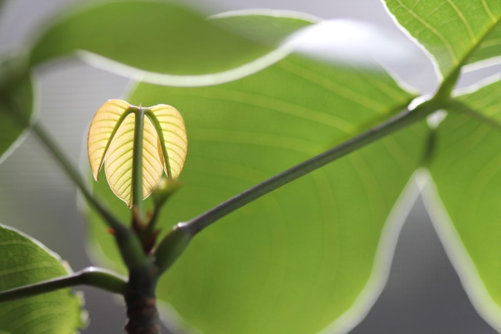 Photo: New spring leaf growth on a Pseudobombax ellipticum (Shaving Brush Tree)