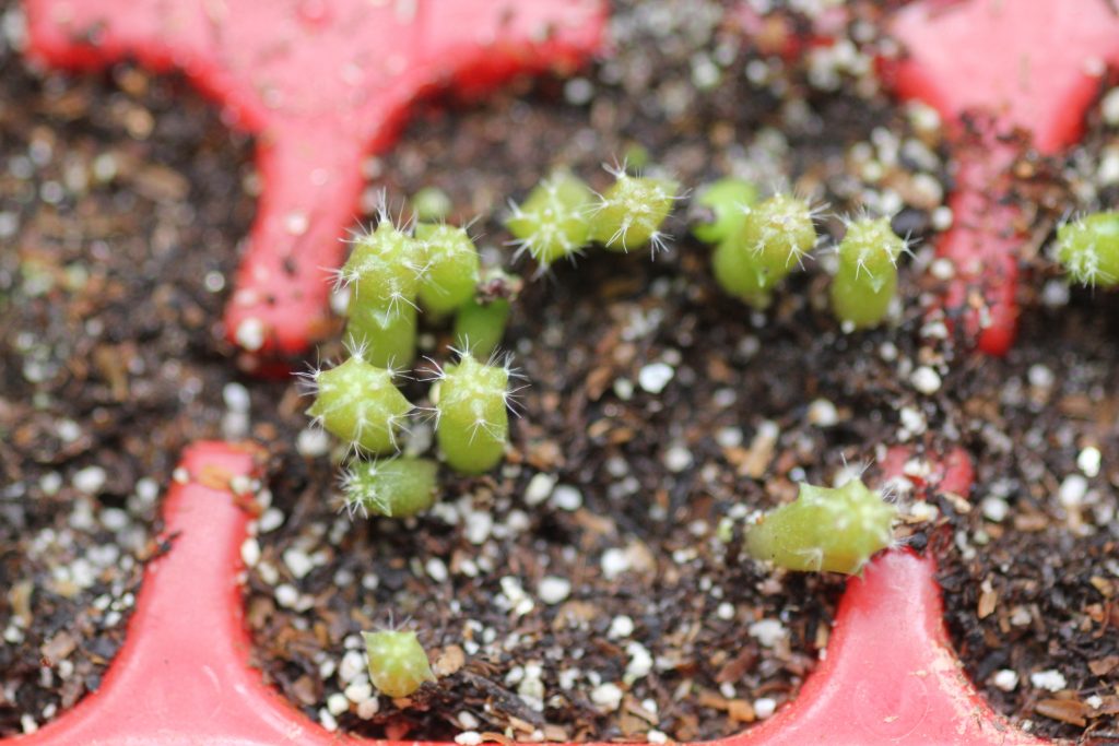 Photo: Echinocactus grusonii 'Golden Barrel cactus' seedlings 