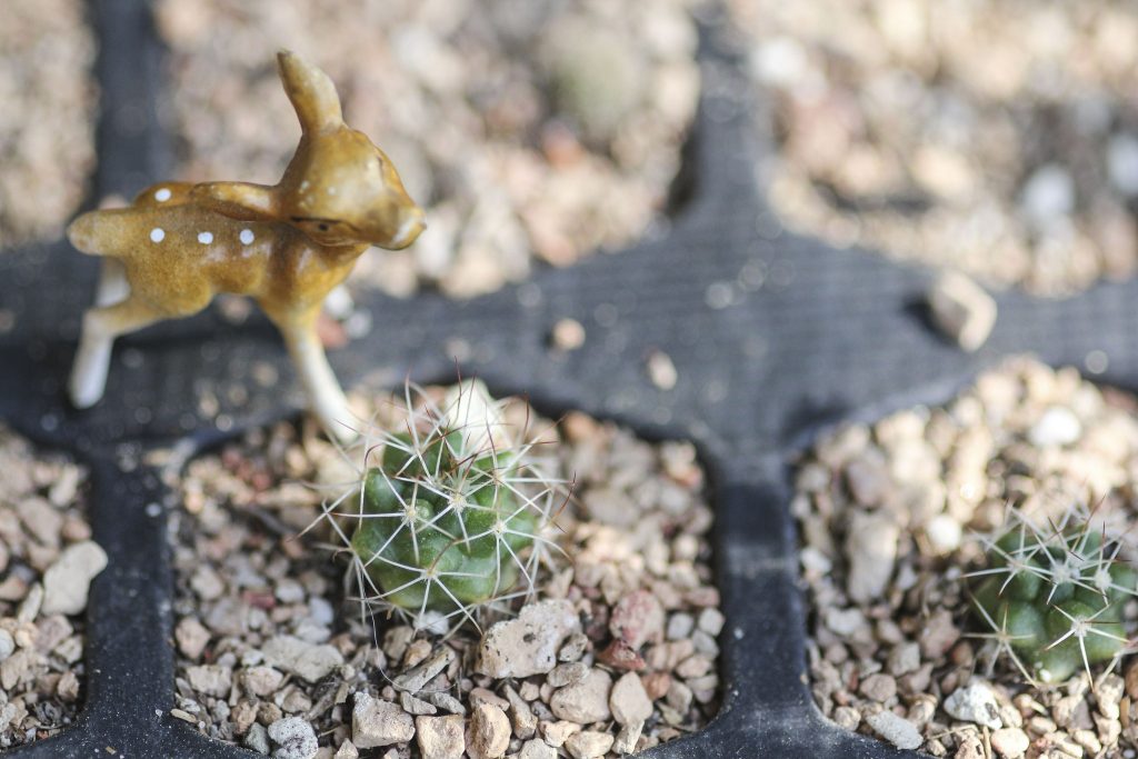 Photo: A cactus seedling from a mixed seed pack. Maybe Mammillaria mystax