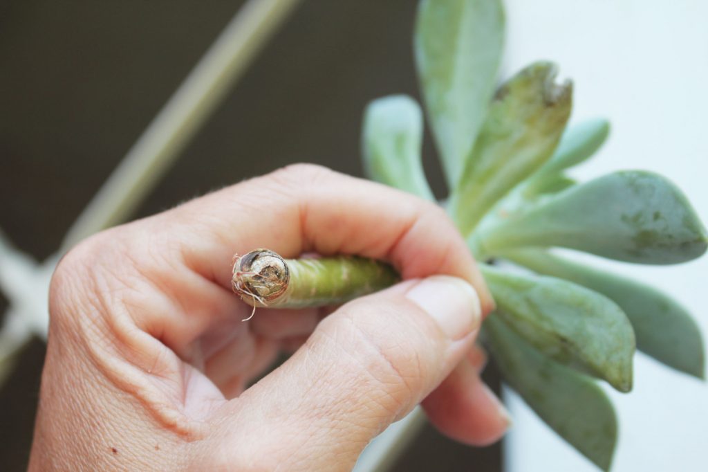 Photo: The dried end of a cutting looks brown, dry, and may even start putting out roots 