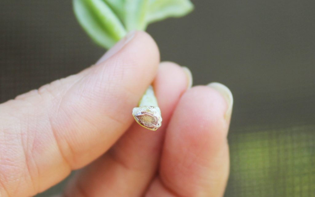 Photo: This end is dry and shows no sign of any moisture where it was cut.
