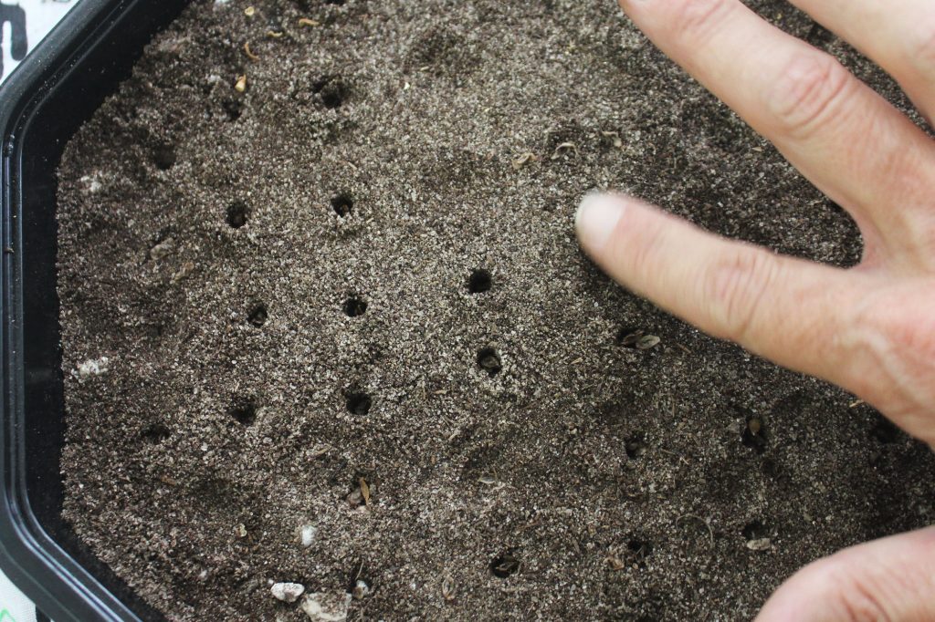 Photo: Gently tamp the dirt near the holes to fill them 