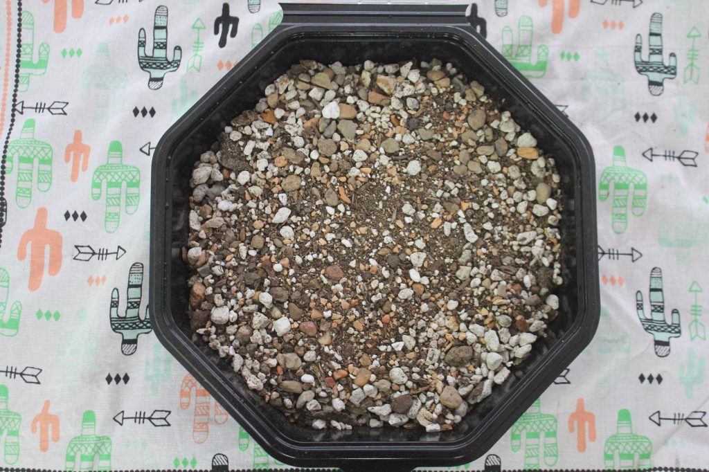 Photo: Partially fill the container with fast draining soil