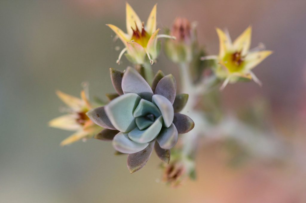 Photo: A 'keikei' growing on the flower stalk of a Graptoveria Fred Ives 