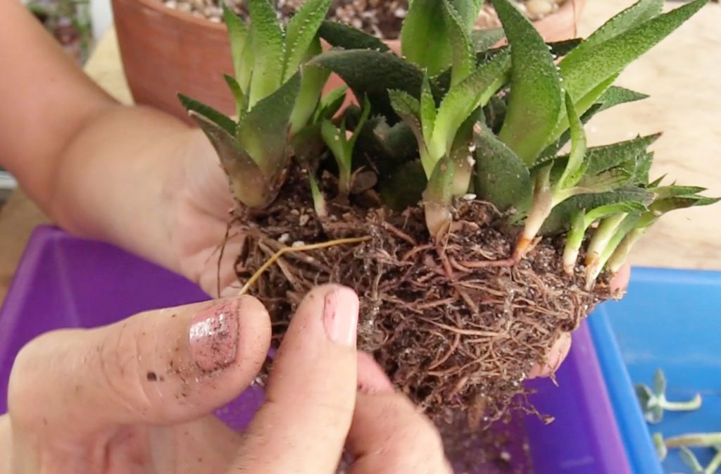 Photo: Haworthia tessellata pups