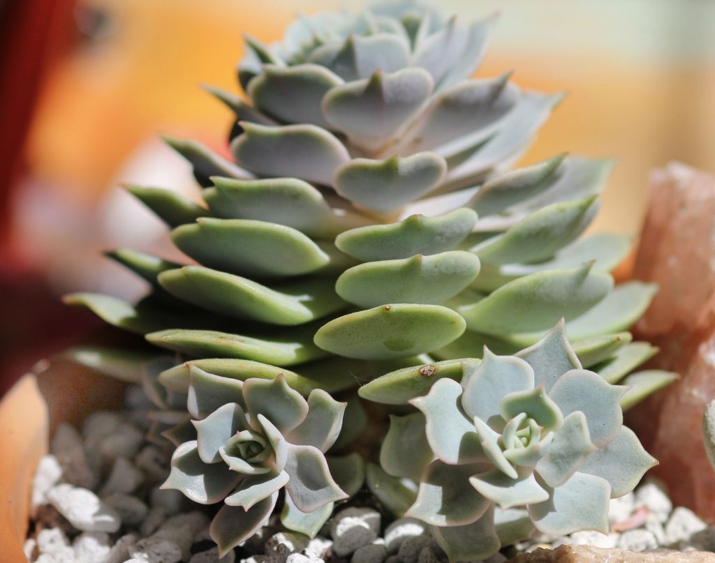 Photo: Echeveria Lola 'chicks' 
