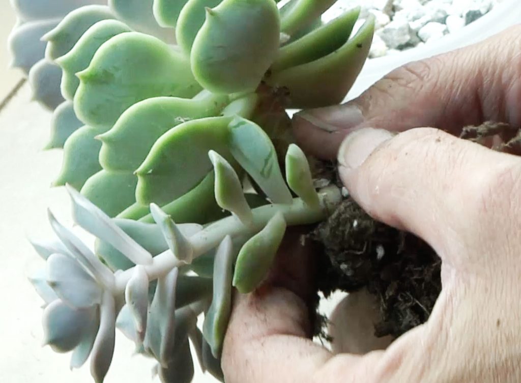 Photo: Removing an Echeveria Lola offset