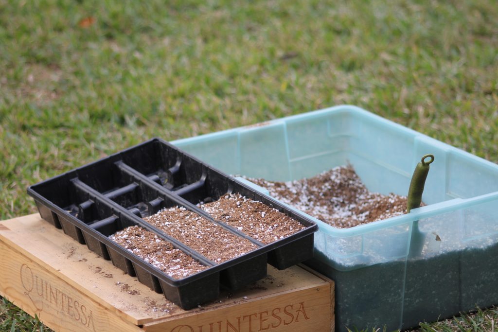 Photo: I fill old nursery trays with dirt for leaf propagations. They're perfect since they already have drainage holes