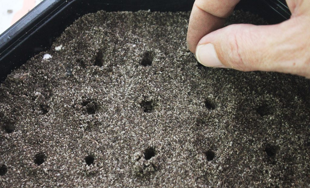 Photo: Drop 1-3 seeds into the holes depending on their size (and species)