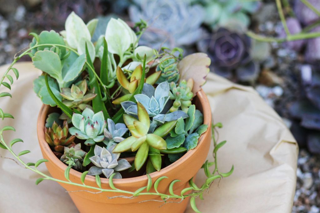 Photo: Cuttings drying in an empty clay pot 