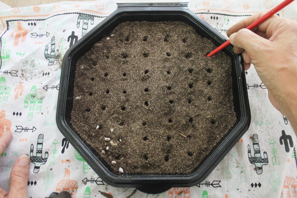 Photo: Making holes before planting helps avoid overcrowding