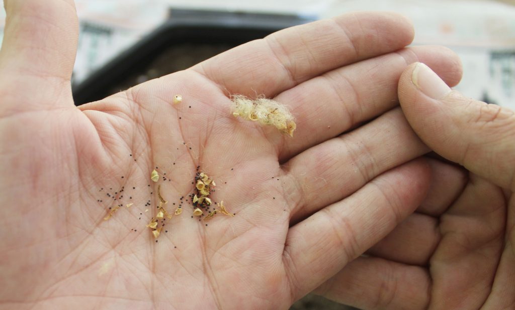 Photo: Portulaca pilosa 'Kiss Me Quick' seeds are smaller than poppy seeds