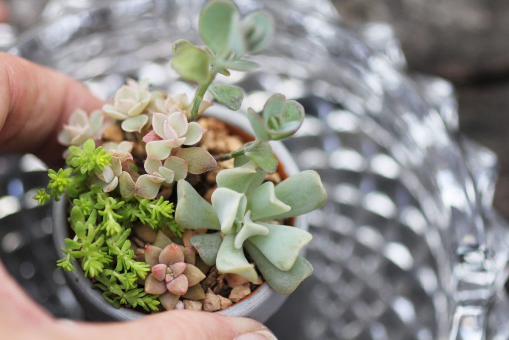 Photo: These babies will need to be moved to a bigger pot if I want them to get much larger