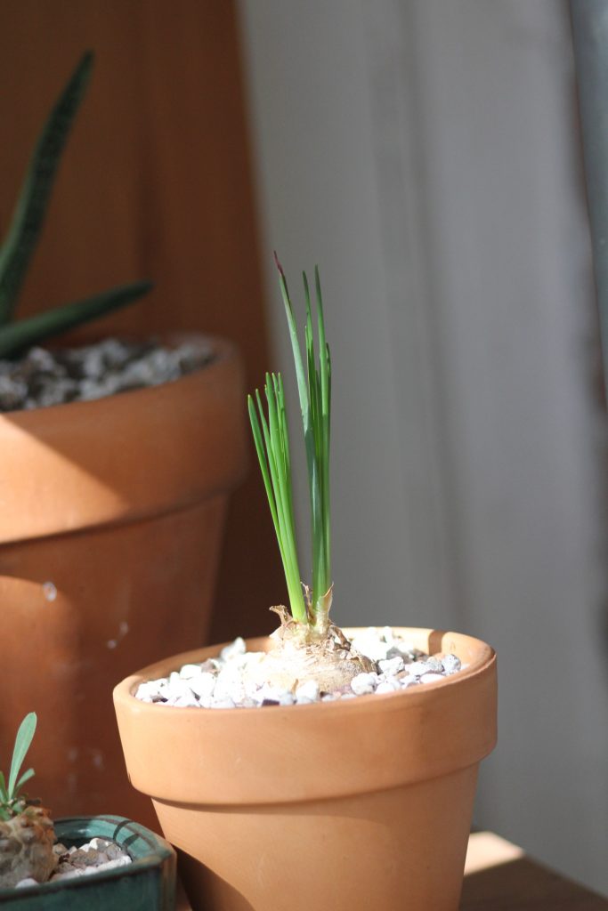Photo: Albuca spiralis - new growth after summer dormancy 
