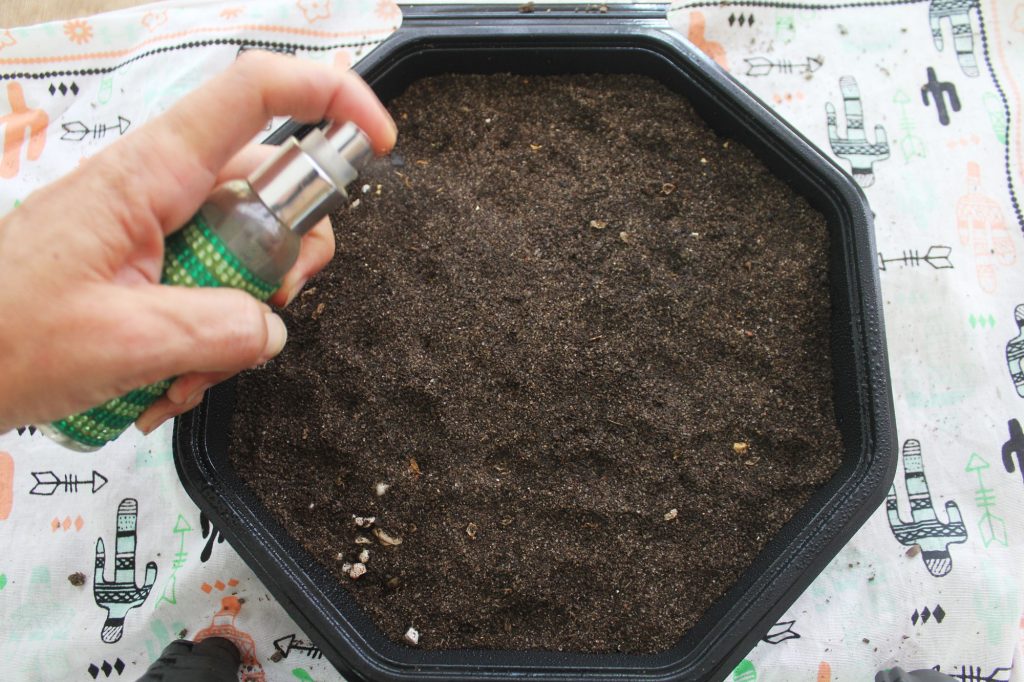 Photo: Use a spritzer bottle to moisten the dirt thoroughly