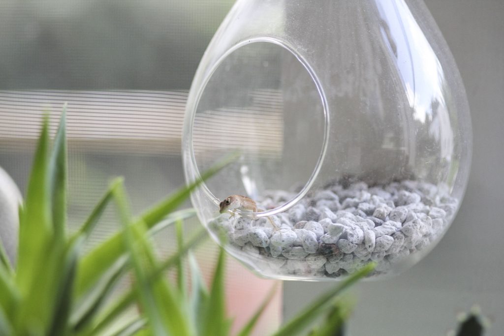 Photo: Best use of a terrarium...lizard hang-out