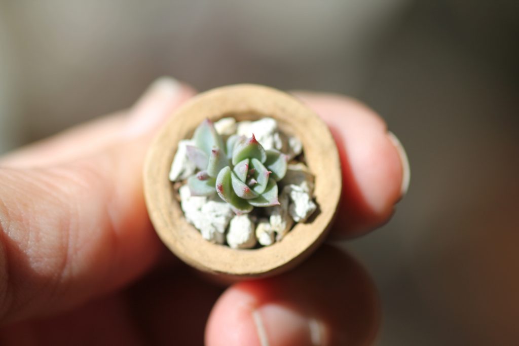 Photo: Echeveria Tippy leaf propagation in a tiny pot