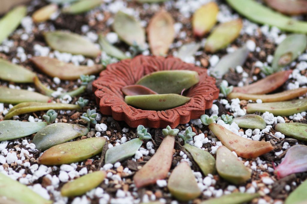 Photo: 2 weeks progpress—these leaves haven't had a drop of water
