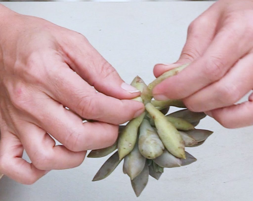 Photo: Start with removing the lower leaves 