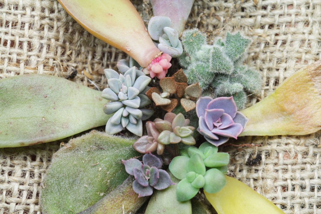 Photo: All leaf propagations! IDs clockwise from the top fuzzy green plant-Kalanchoe 'Fang,' K. 'Copperspoons,' Echeveria 'Perle von Nurnberg,' Golden sedum, Echeveria 'Black Prince,' Sedeveria 'California Sunset,' Graptopetalum paraguayense, Golden sedum, Pachyveria Moonstones 