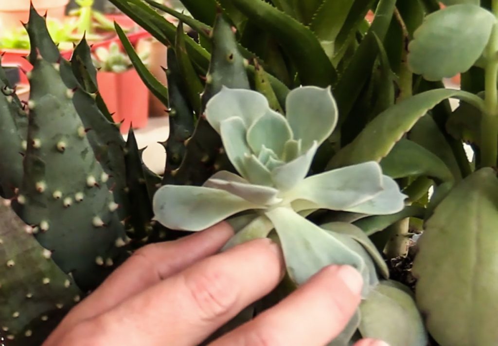 Photo: Gently grasp the leaf near the stem to keep the tip from breaking