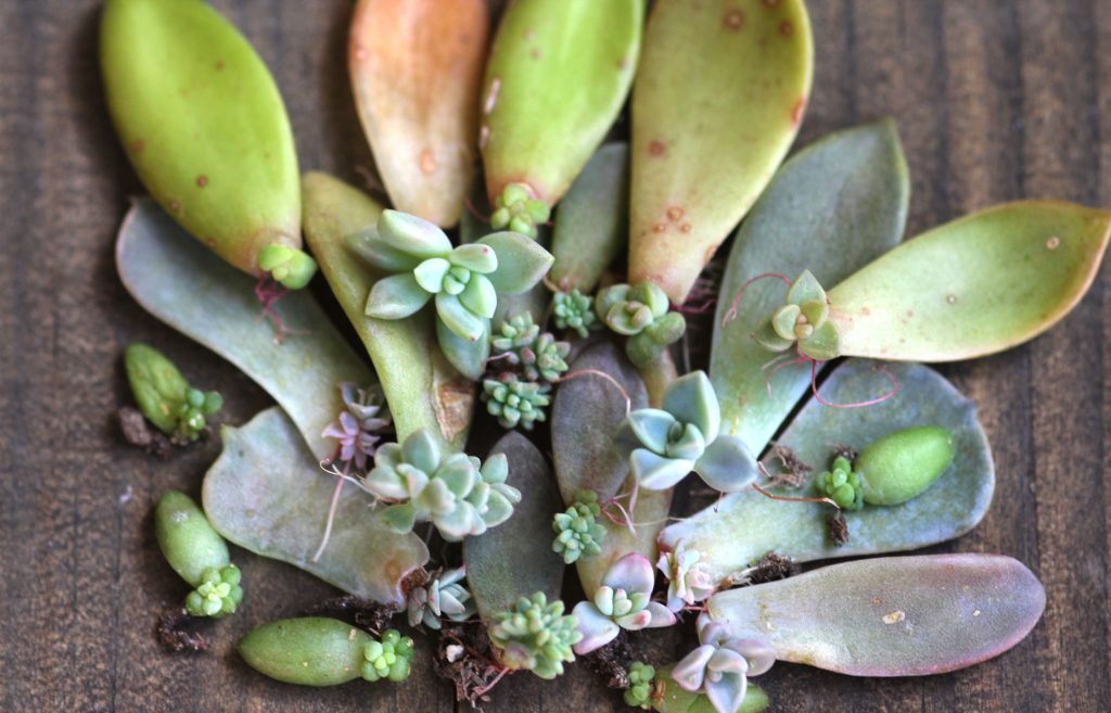 Photo: Start with as many leaves as manageable since some might not propagate