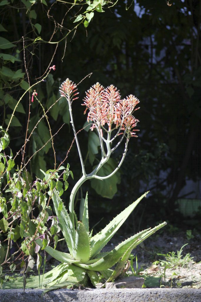 Aloe maculata