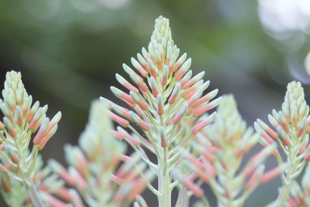 Aloe maculata