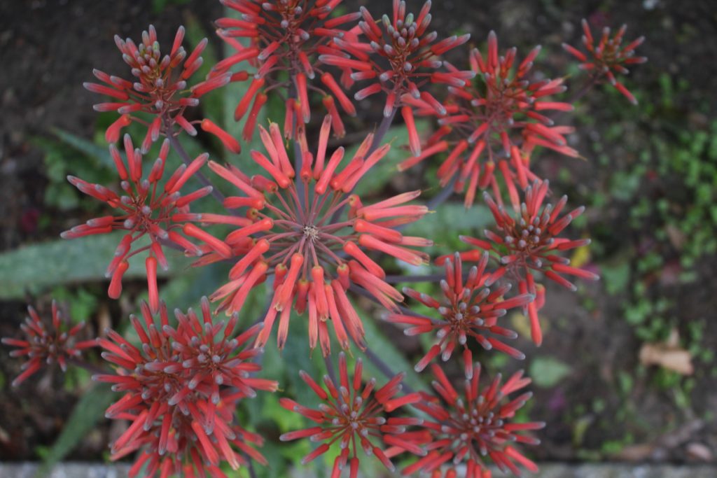 Aloe maculata