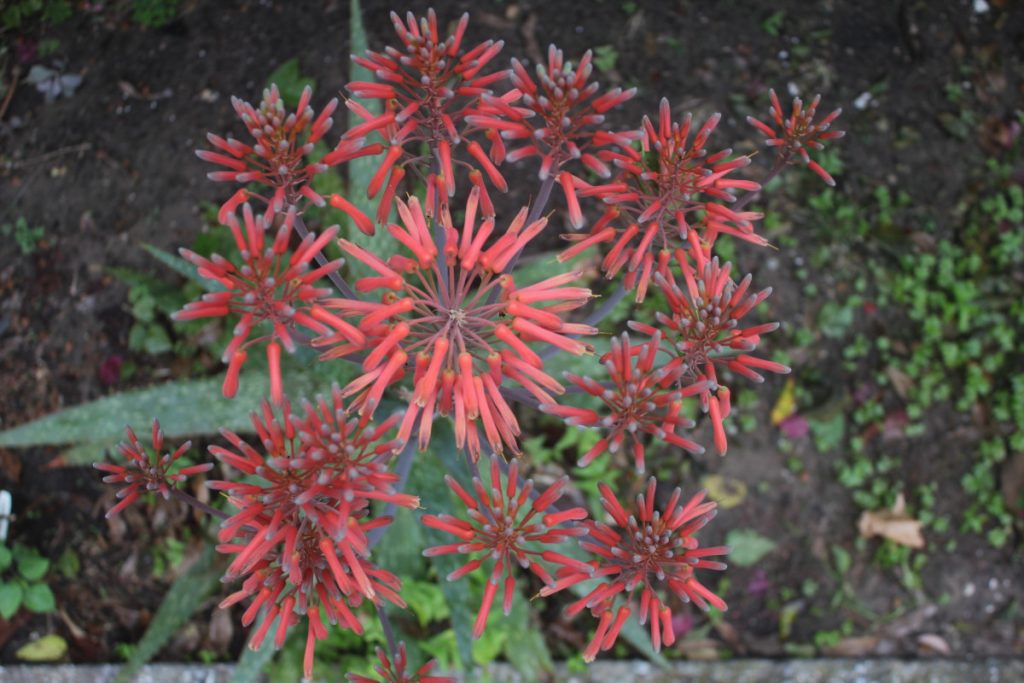 Aloe maculata