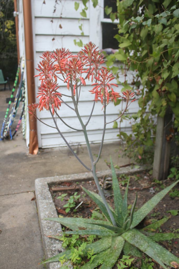 Aloe maculata