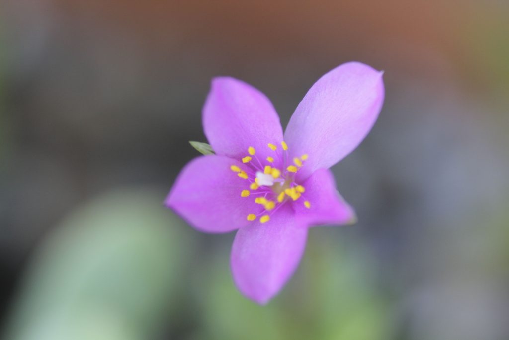 Anacampseros telephiastrum