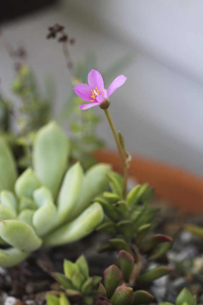 Anacampseros telephiastrum