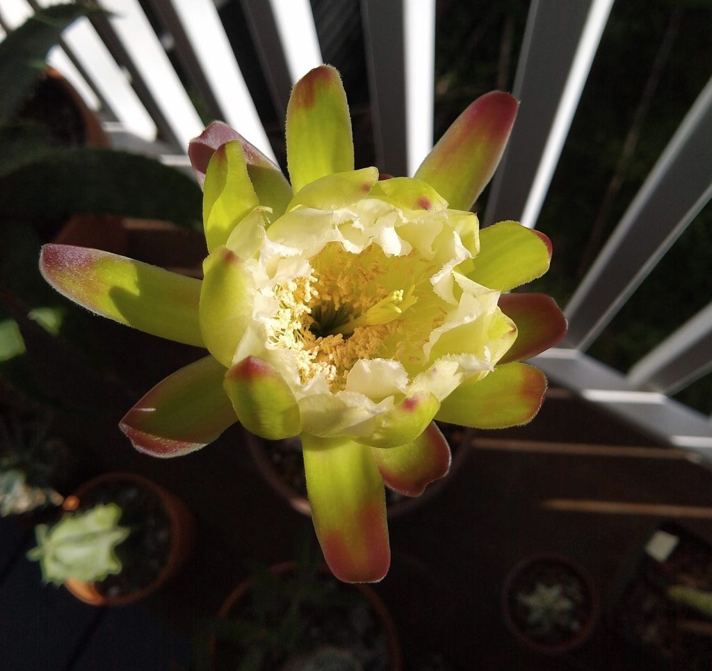 Cereus forbesii spiralis