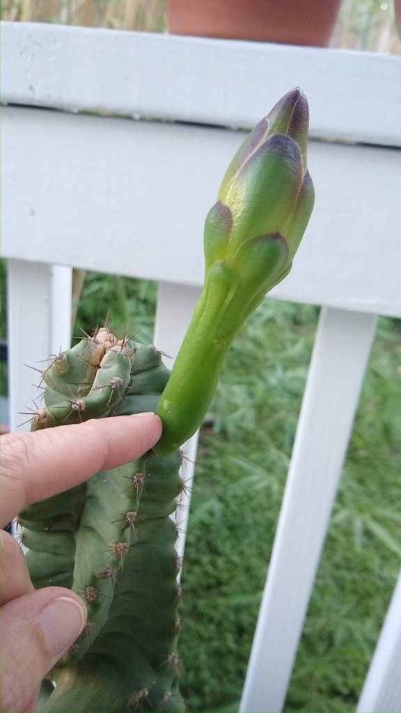 Cereus forbesii spiralis