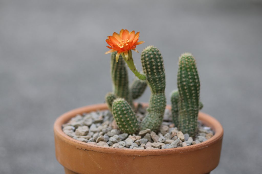 Chamaelobivia 'Devon Maid'