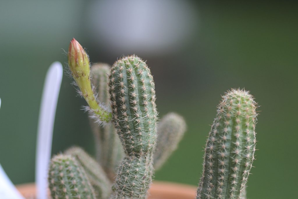 Chamaelobivia 'Devon Maid'