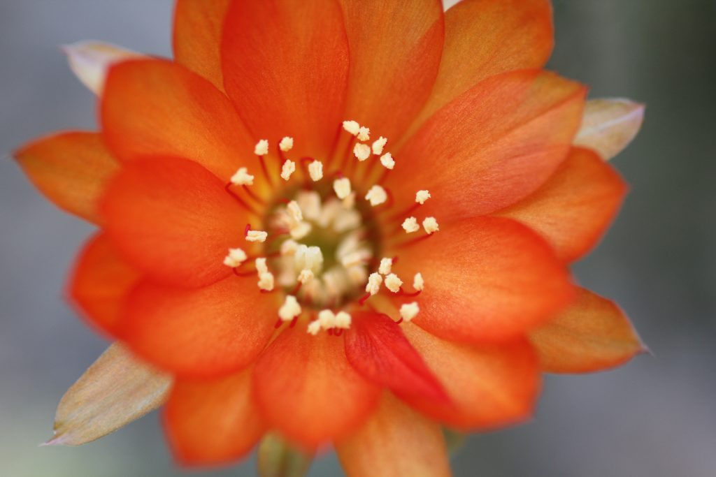 Chamaelobivia 'Devon Maid'