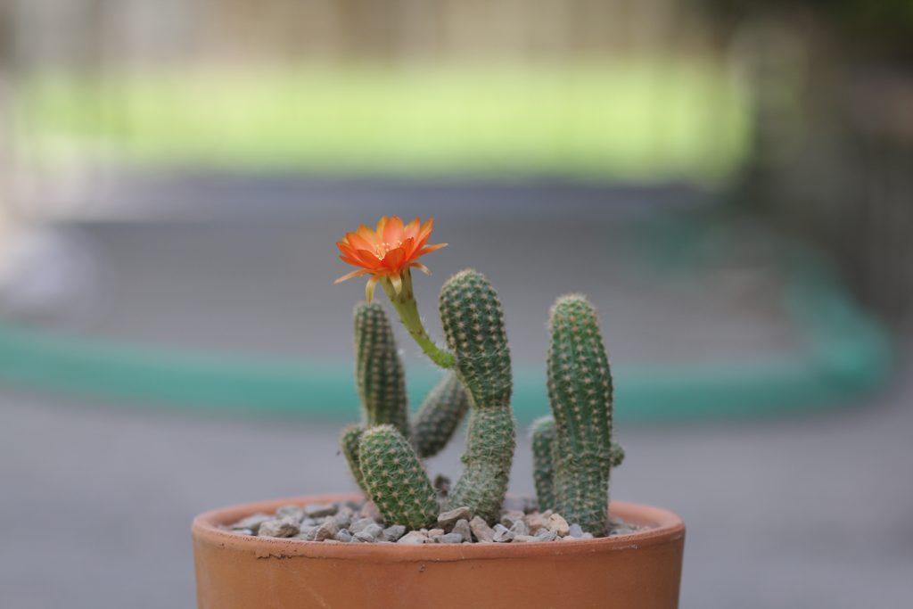 Chamaelobivia 'Devon Maid'