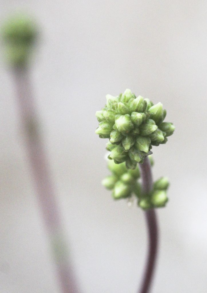 Crassula ovata